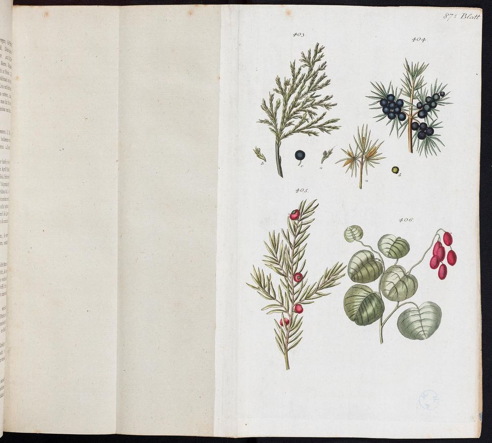 Botanik illustration from historical archives