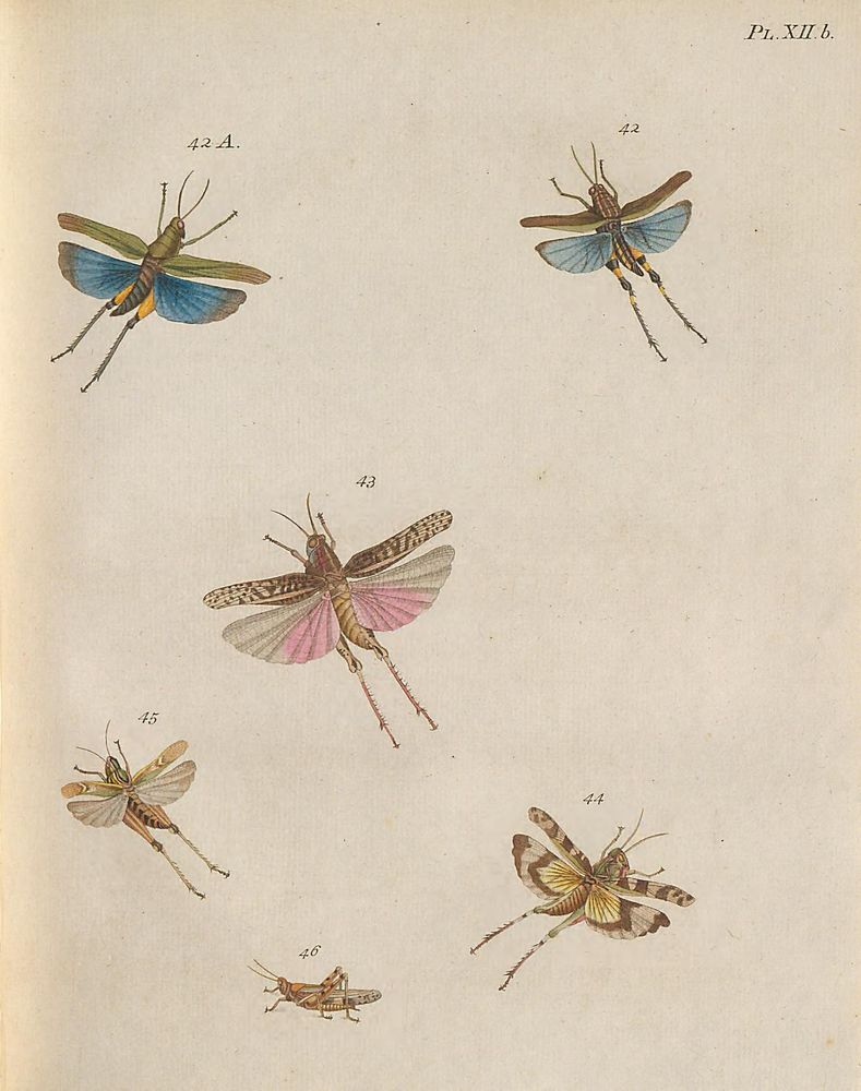 Historical illustration showing six detailed, colorized crickets and related insects in various poses. Two crickets (42, 42A) display bright blue hind wings spread alongside yellow and green bodies. Another cricket (43) has pink and translucent wings extended. Additional insects (44, 45) feature patterned wings with yellow and brown markings, while a small cricket (46) is depicted in a resting side view. Each insect is numbered for identification. The image emphasizes naturalistic anatomy, wing patterns, and colors, reflecting early 19th-century entomological study.