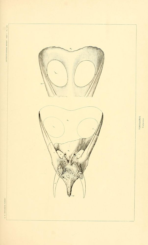 Illustration from 1896 showing detailed views of the skull of a Torosaurus, a large ceratopsid dinosaur from the Cretaceous period. The top section depicts the broad, heart-shaped frill with two large oval openings. Below is a partial front view of the skull bone structure, including the elongated curved horns on each side and the pointed beak-like snout. The illustration includes labels and dotted outlines indicating missing parts, emphasizing the distinctive features of the Torosaurus's cranial anatomy.