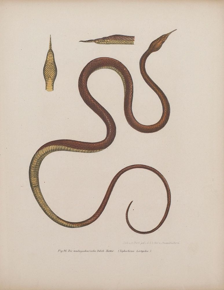 Illustration of a long, slender amphibian identified as the Malagasy dagger-tooth snake (Xiphorhina Longaula). The body is coiled in an S-shape, showing smooth, scaly skin in brown and yellow tones. Two detailed close-ups of the head display its pointed snout and scale pattern. The drawing emphasizes the snake’s elongated, narrow form and distinctive head shape, highlighting its natural texture and coloration for scientific study.