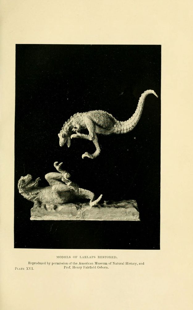 Black-and-white historical illustration titled "Models of Laelaps Restored" showing two detailed dinosaur models. One dinosaur is depicted in mid-air, seemingly leaping or attacking, with a long tail, textured skin, and visible claws. The other dinosaur lies on its back beneath, with an open mouth and raised limbs, suggesting a defensive or defeated position. The scene is set on a rectangular base, with textured ground beneath the dinosaurs. The image has a caption crediting the American Museum of Natural History and Prof. Henry Fairfield Osborn, dating from 1910.