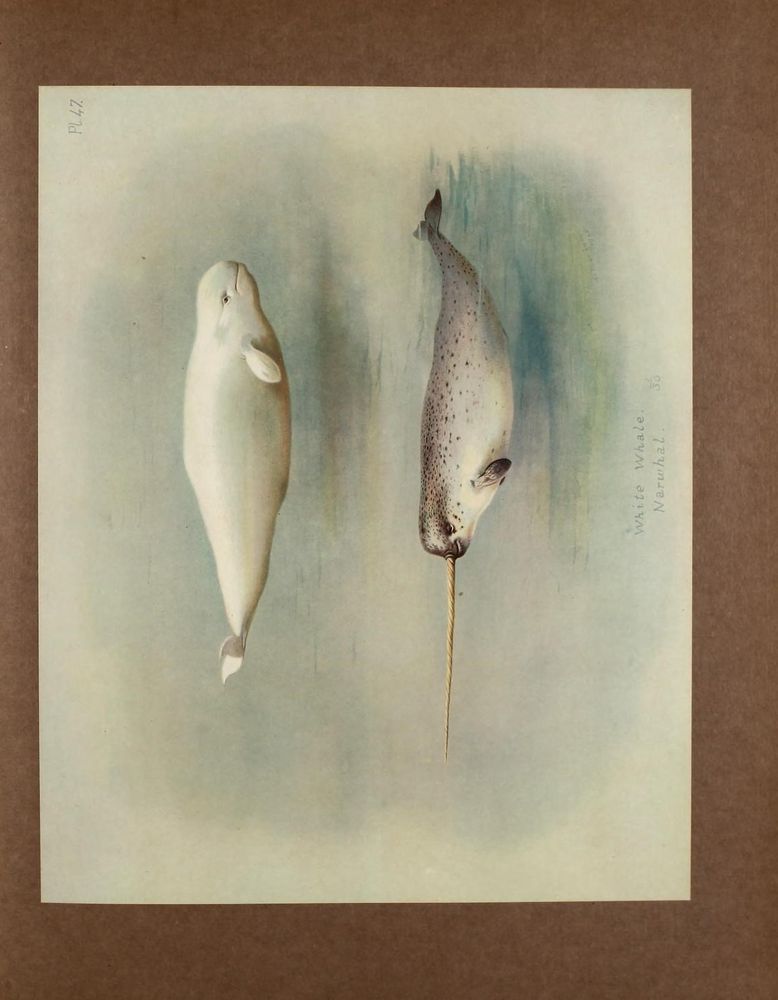 Illustration of two marine mammals from the 1920-21 "British Mammals" collection. On the left is a white beluga whale, depicted with a smooth, rounded body, small head, and short, rounded flippers. On the right is a narwhal, characterized by its longer, spotted body and a distinctive long, twisted tusk extending from its head. Both animals appear to be underwater, rendered with soft, naturalistic shading against a muted blue-gray background. The image highlights the contrast between the beluga’s solid white coloration and the narwhal’s patterned skin and iconic tusk.