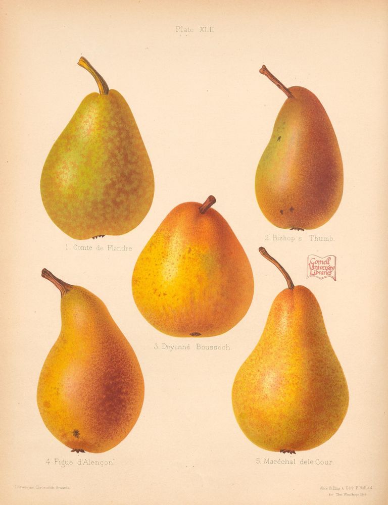 Illustration titled "Plate XLII" from the 19th-century book "The Herefordshire Pomona," depicting five varieties of pears. Each pear is hand-colored, showing detailed textures and colors ranging from greenish-yellow to deep gold with red blushes. The pears are labeled as Comte de Flandre, Bishop’s Thumb, Doyenné Boussoch, Figue d’Alençon, and Maréchal dele Cour. The artwork highlights distinct shapes and stems of each pear variety, emphasizing their natural markings and color gradations. The image serves as a botanical reference for identification and appreciation of esteemed pear types from the period.