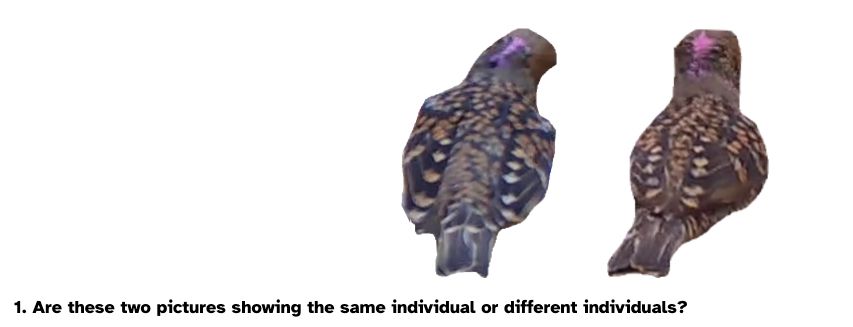 Picture showing the back of two bowerbirds, potentially corresponding to the same individual. Below is the question: Are these two pictures showing the same individual or different individuals?