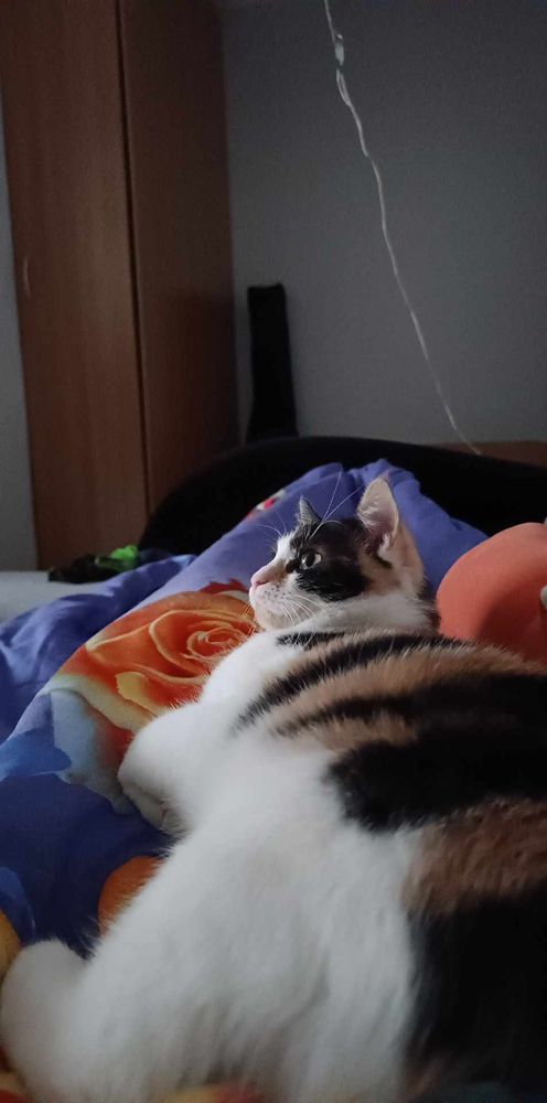 A calico cat sprawled out on a blanket