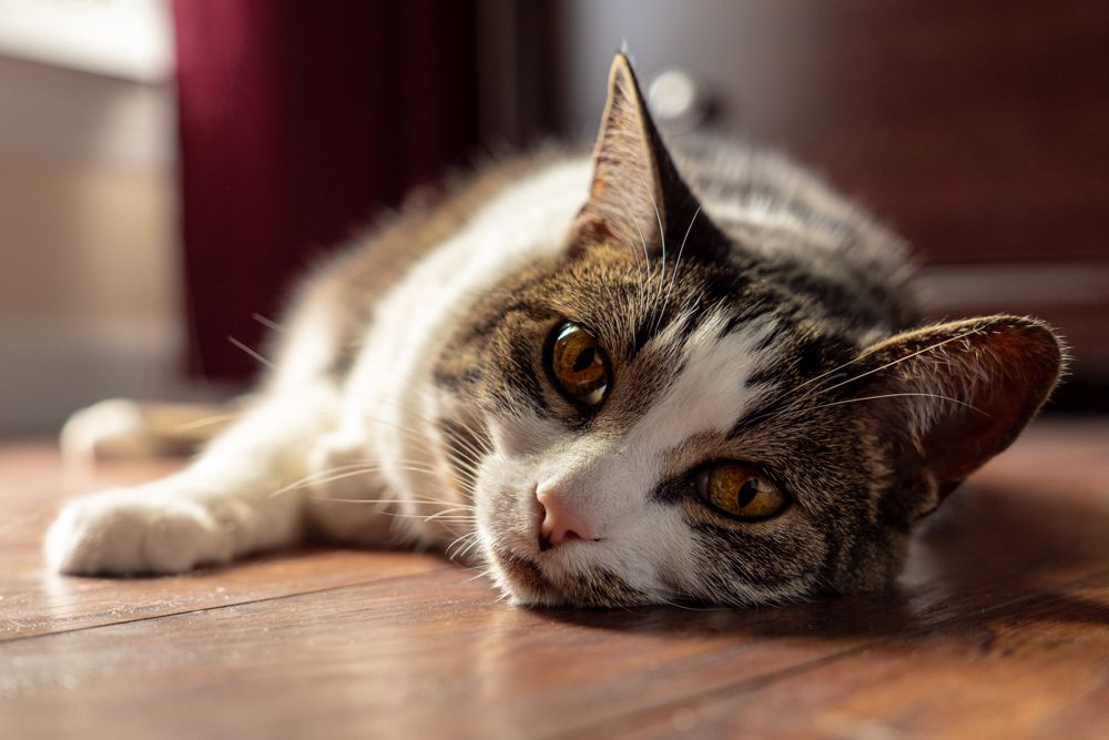 A photo with a shallow depth of field of a cat laying on the floor looking directly at the camera