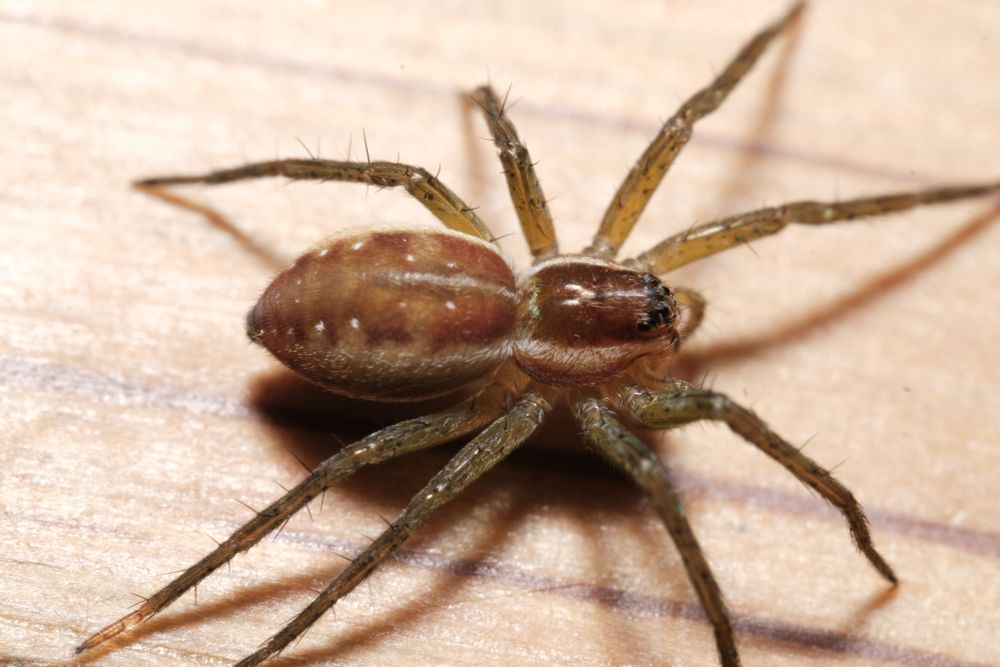 Dolomedes fimbriatus, Raft Spider 