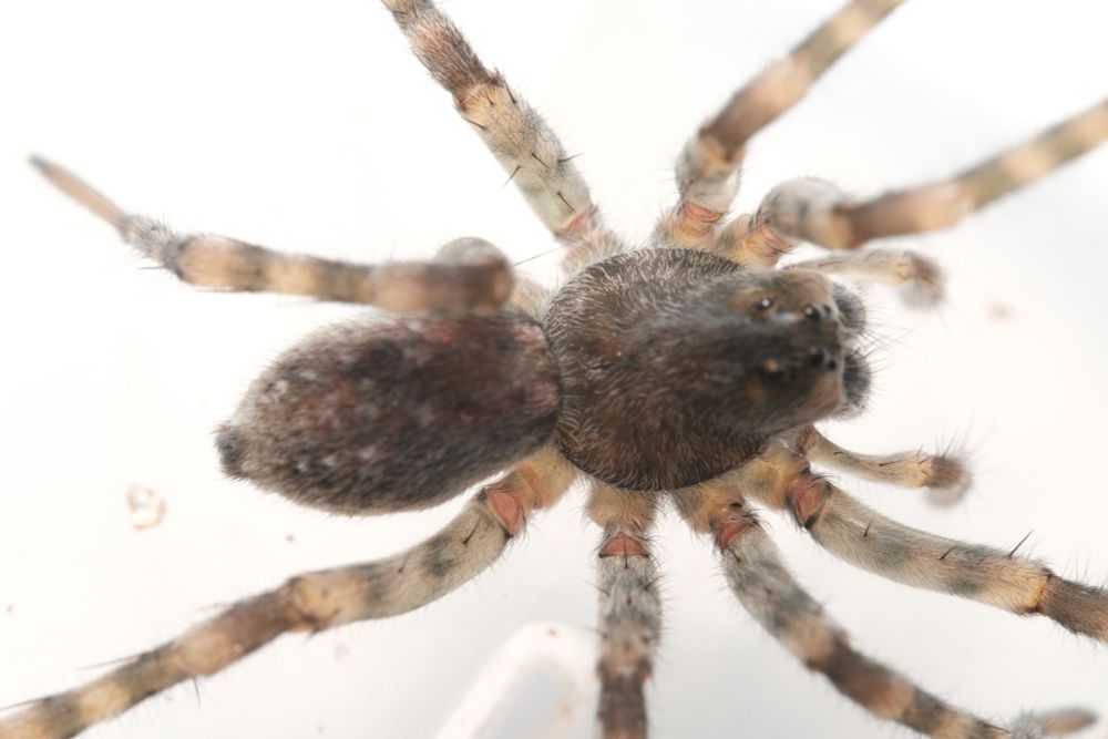 Arctosa cinerea, Northern Bear Spider 