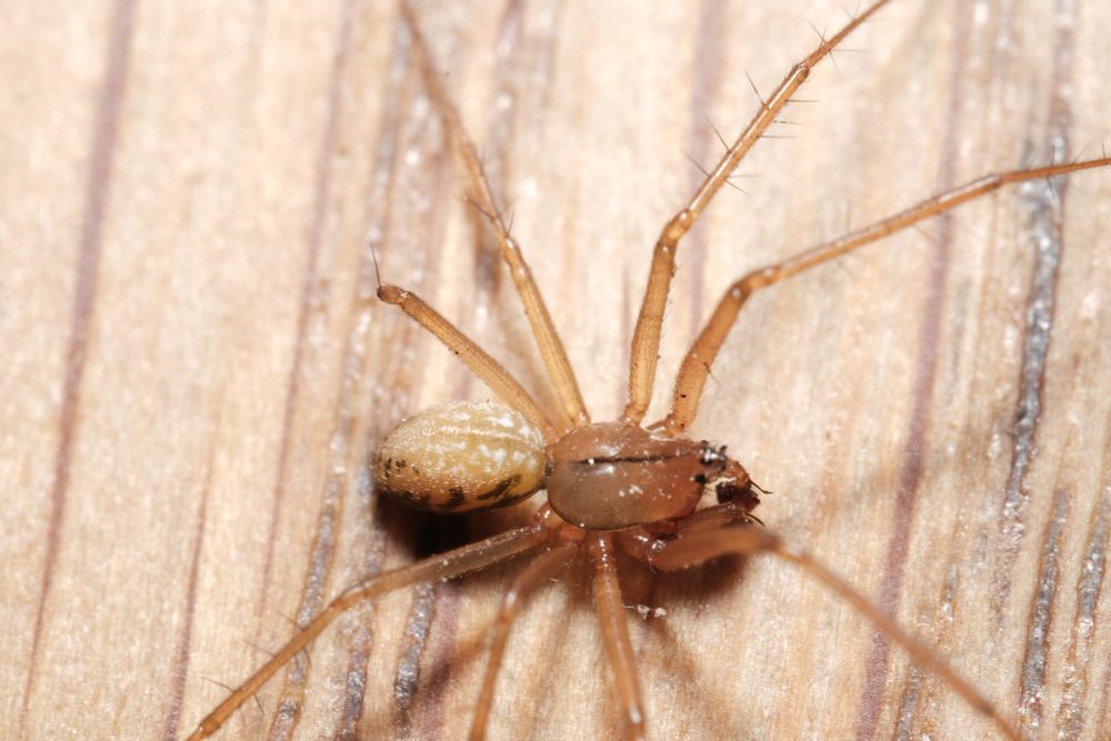 Bolyphantes sp