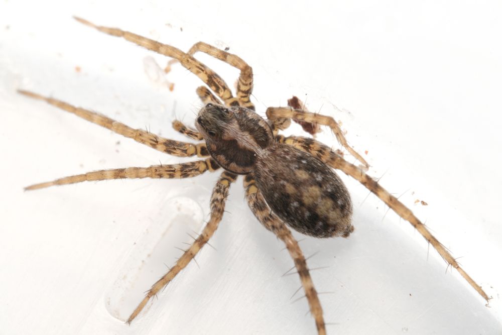 Pardosa agricola 