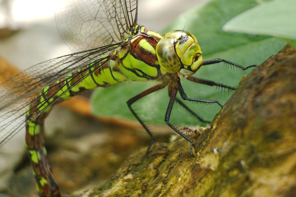 Tiny ant (Lasius sp) takes on a dragonfly (Southern Hawker, Aeshna cyanea) 100 times its size