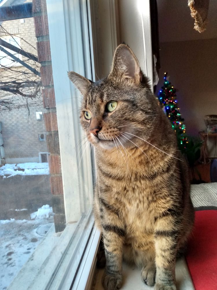 Street fighting tabby