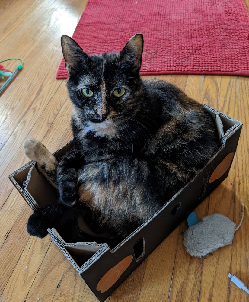 Cocoa trying to relax after the fall