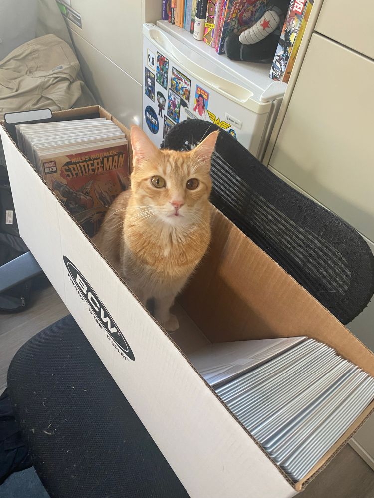 Alt text: An orange cat sitting in a partially-filled long comic box.