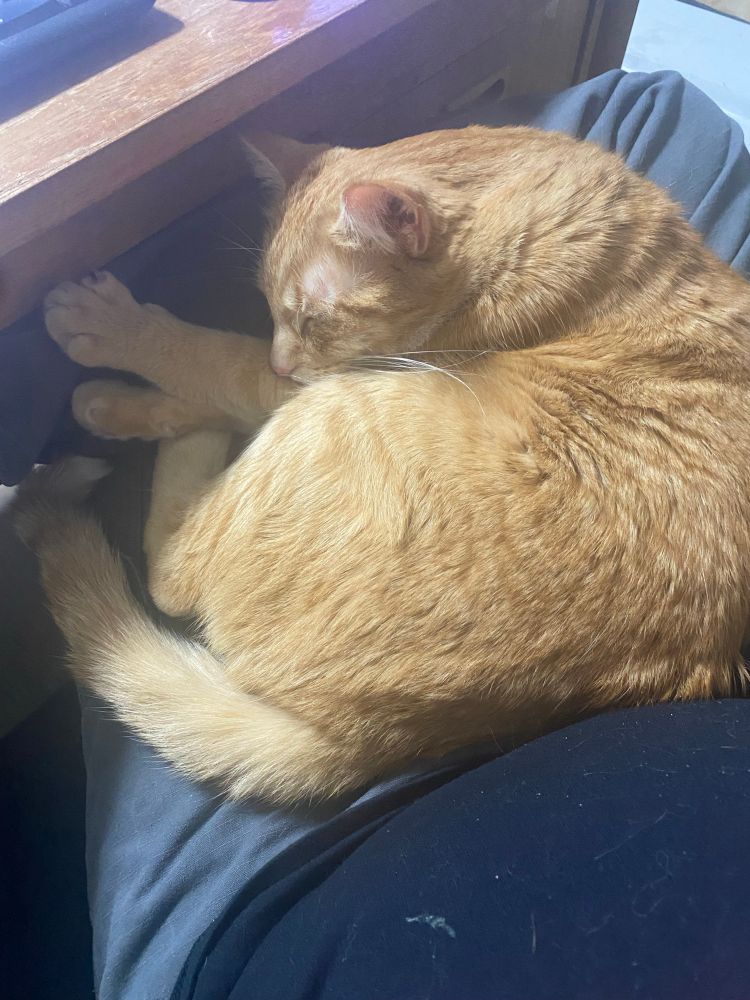 Alt text: An orange cat curled up and asleep in my lap. 