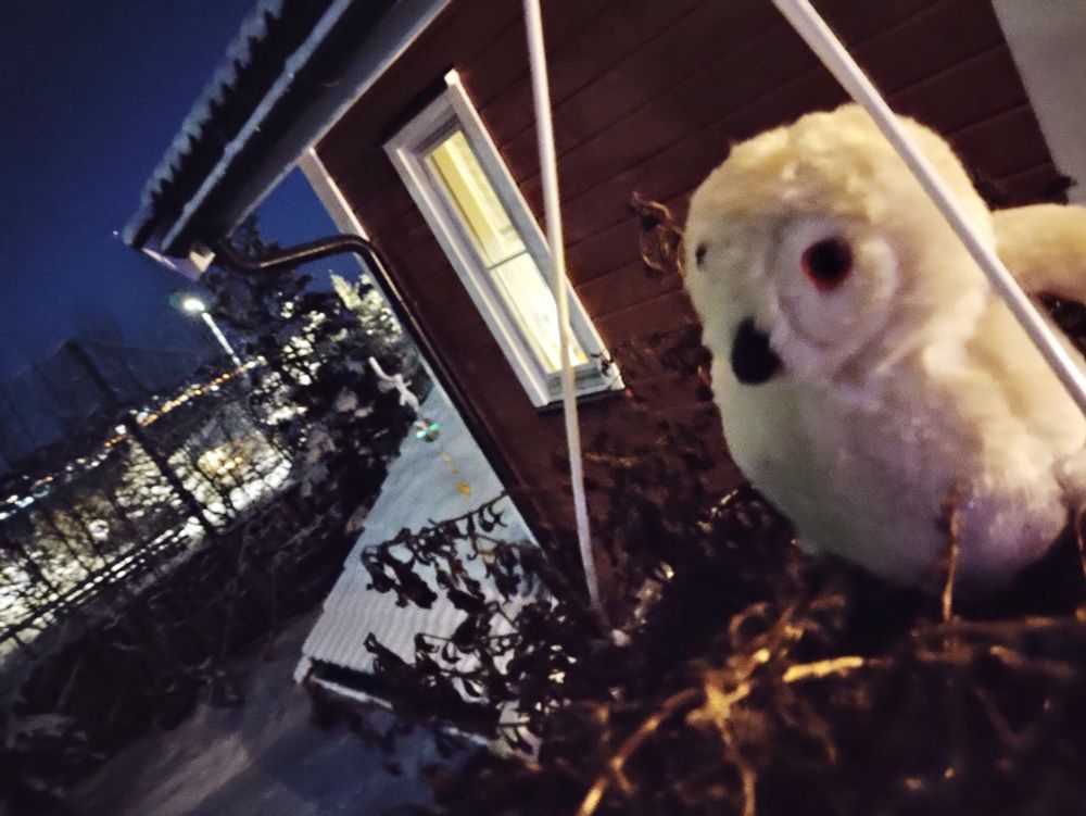a white toy snow-owl perched to act as owl deterrence 