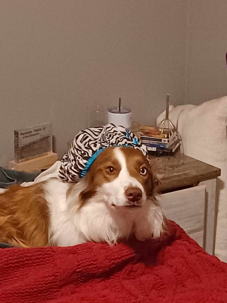 Border Collie tucked into blankets, wearing a zebra-striped bonnet, staring off into the distance.