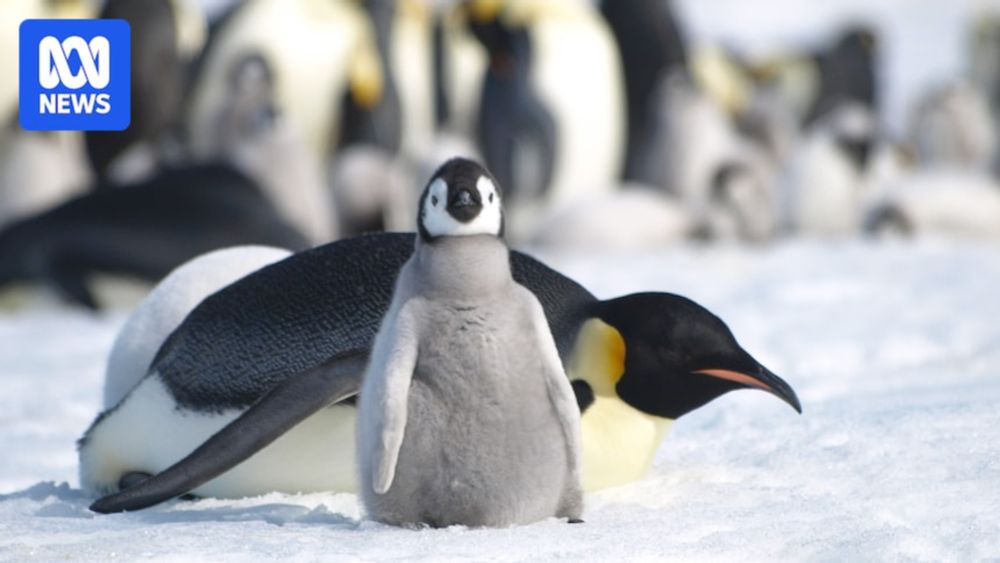 Scientists say there is emerging evidence of abrupt and potentially unstoppable changes in the Antarctic environment, heightening the risk of significant sea level rise and the extinction of species.