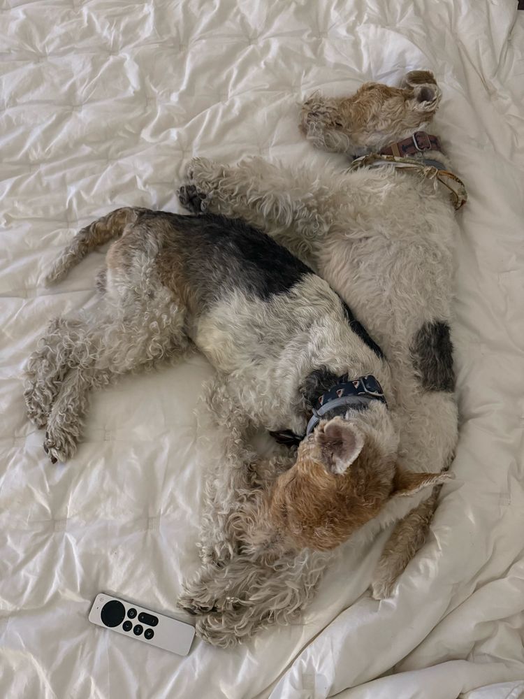 Two fox terriers sleeping 