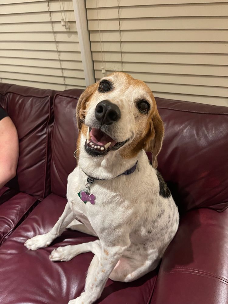 A smiling foxhound sits on a couch and looks up at you