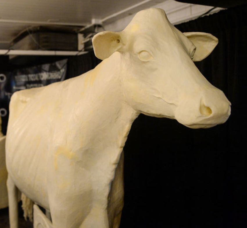 A close up of the Iowa State Fair butter cow, a cow sculpted from butter.