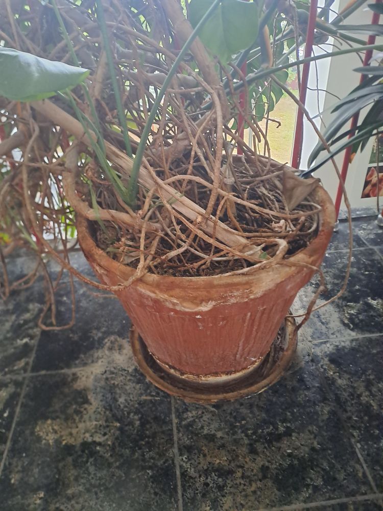 Blumentopf der wuchernden Pflanze: winzig, kaum Erde, kein Wasser, kein Dünger.