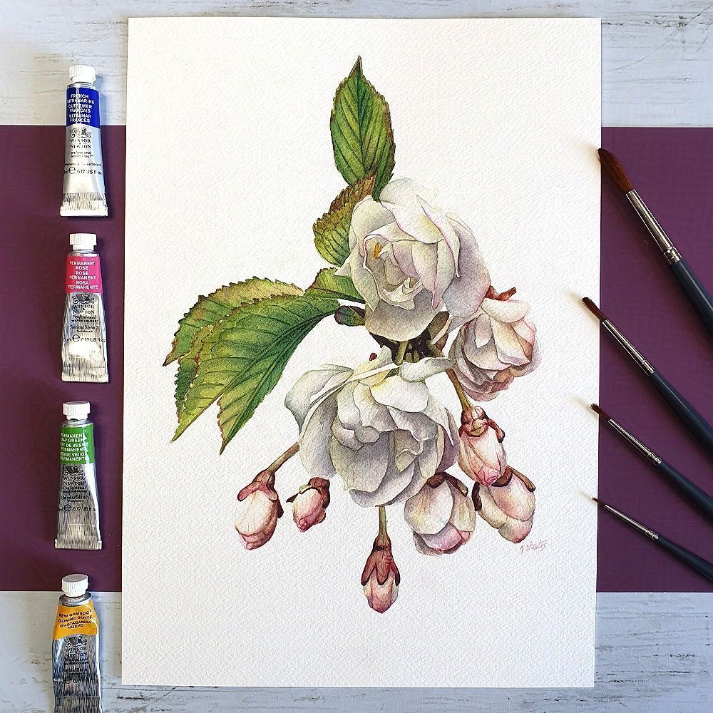 watercolor painting of white spring cherry blossoms with green leaves