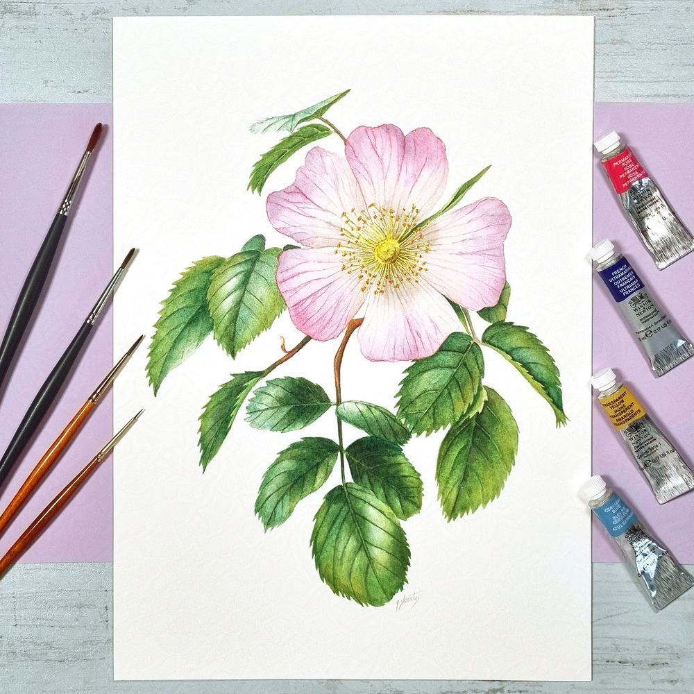 Botanical painting of a wild rose in watercolours, paint brushes on the left and paint tubes on the right