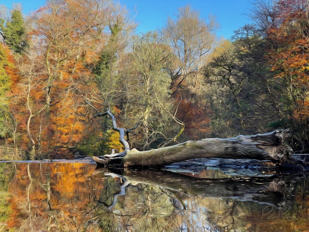 Yellow, orange and red trees with a fallen stem in water
