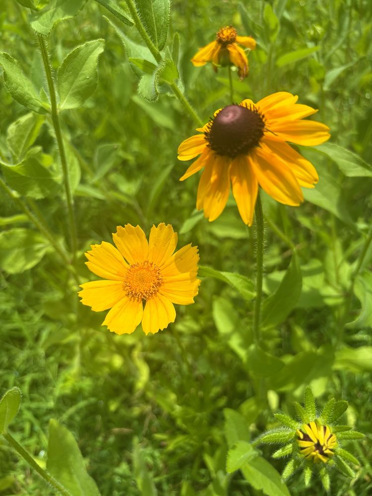 Close-up of wildflowers in a field
