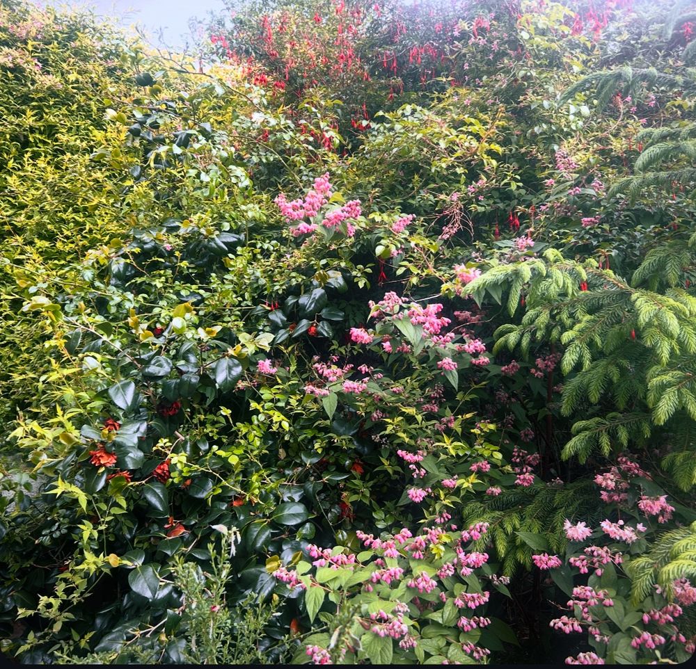 A tall wall of jasmine, white climbing roses and other shrubs. 