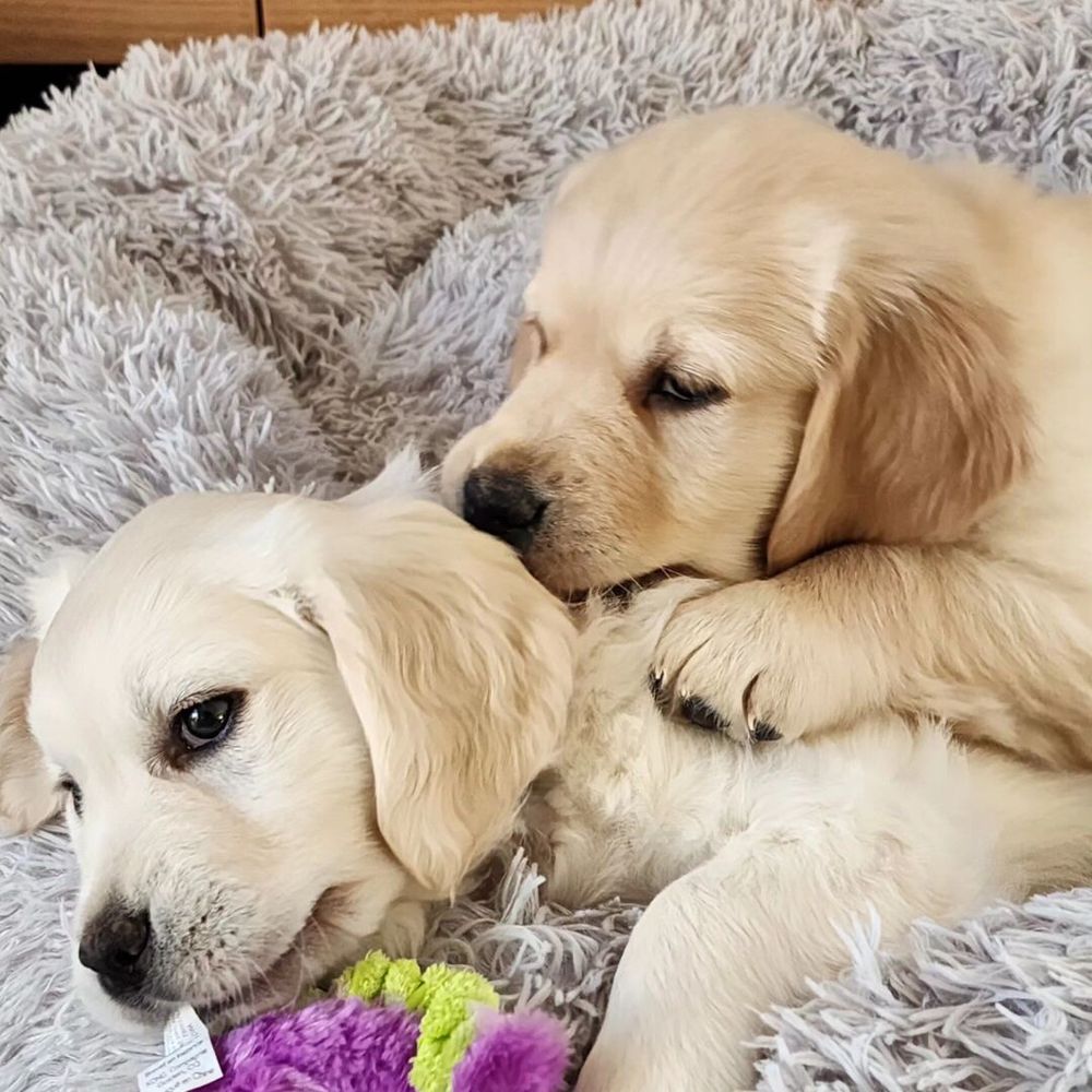 Dash and Lola, two demons wearing golden retriever puppy suits. Resting after a big morning of destroying the house.