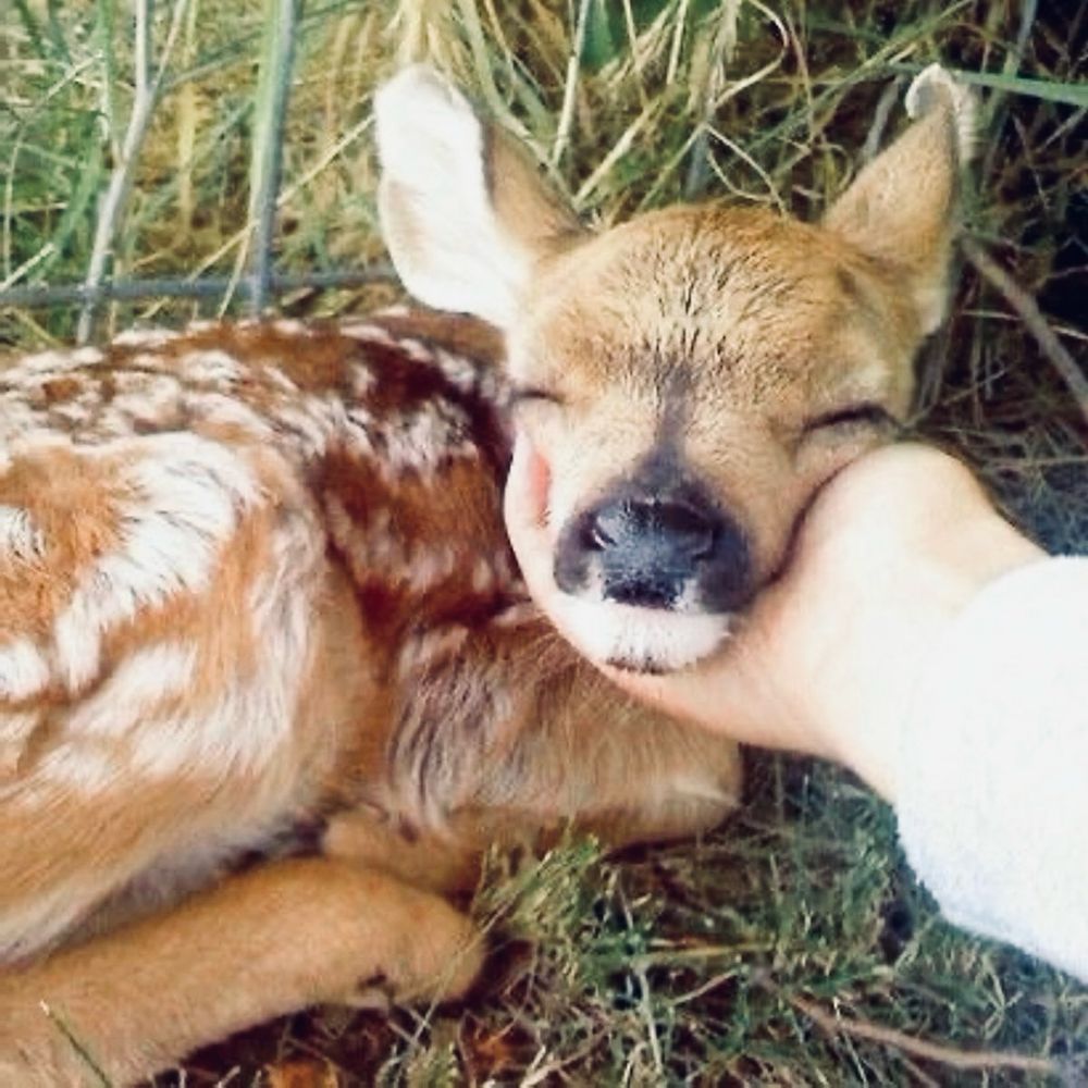 baby deer
