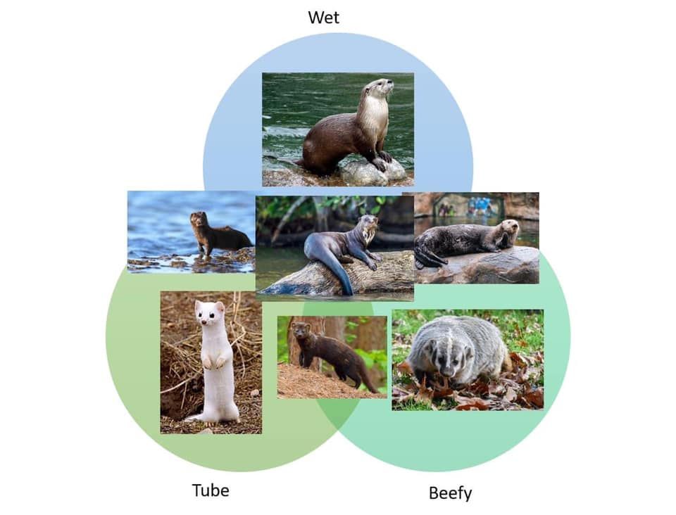 A Venn diagram showing various species of mustelid (the weasel family). The categorisations are "Wet" (Eurasian Otter), "Beefy" (American badger" and "Tube" (weasel). "Wet Tube" is a Mink; "Beefy Wet" is a Sea Otter; "Beefy Tube" is a Fisher / Pennant's Marten; "Beefy Wet Tube" is a Giant Otter.