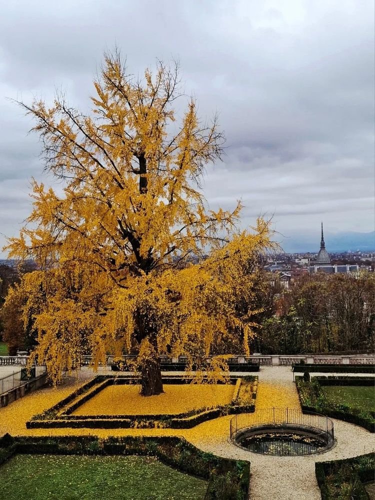 L'"albero d'oro", un Ginko Bilboa dalle foglie appunto giallo oro, in primo piano. Sullo sfondo una skyline nuvolosa su cui svetta la male antonelliana. 