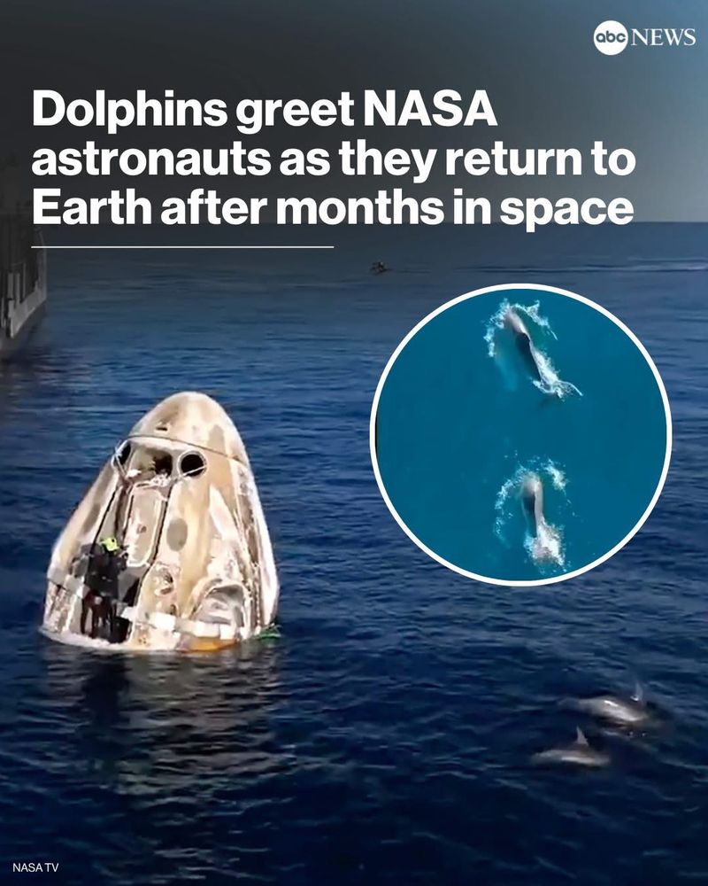 Headline reads "Dolphins greet NASA astronauts as they return to Earth after months in space" over a picture of the NASA capsule floating in the water. There is an inset photo of two dolphins swimming in the ocean. 