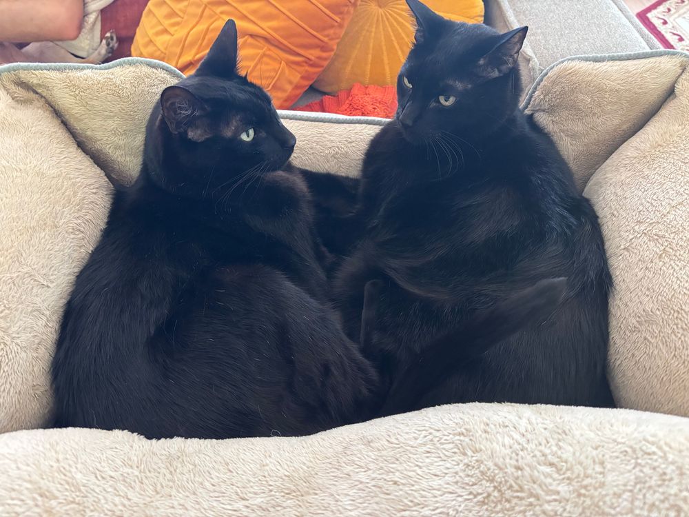 Two black cats who are called "the idiot brothers" lying down and facing each other