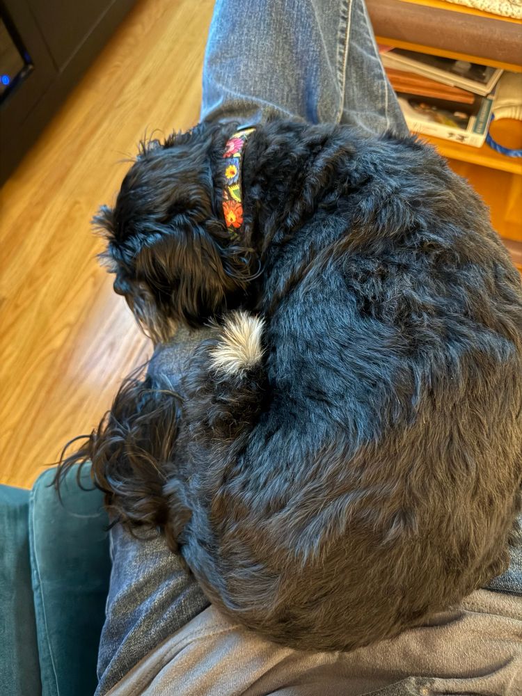 Small black dog curled up and sleeping on her owner’s outstretched legs.