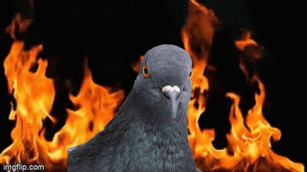 a pigeon standing in front of a fire with imgflip.com written on the bottom right