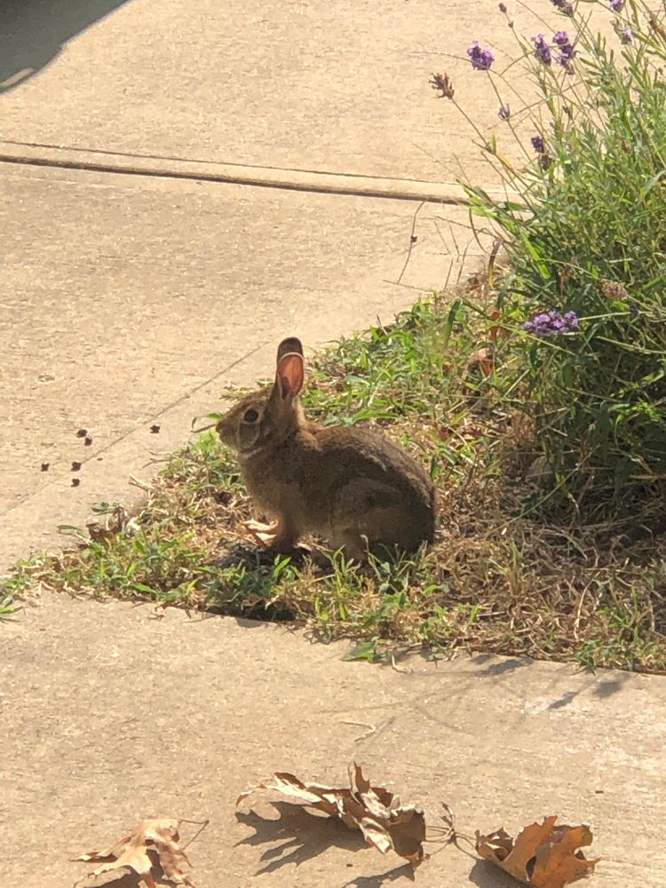 Cute AF bunny rabbit!!!! 