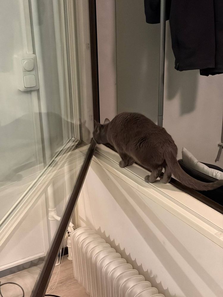 harmaa kissa ihmettelee (karmilla tasapainoillen) avattua, kämpästä lasitetulle parvekkeelle johtavaa ikkunaa