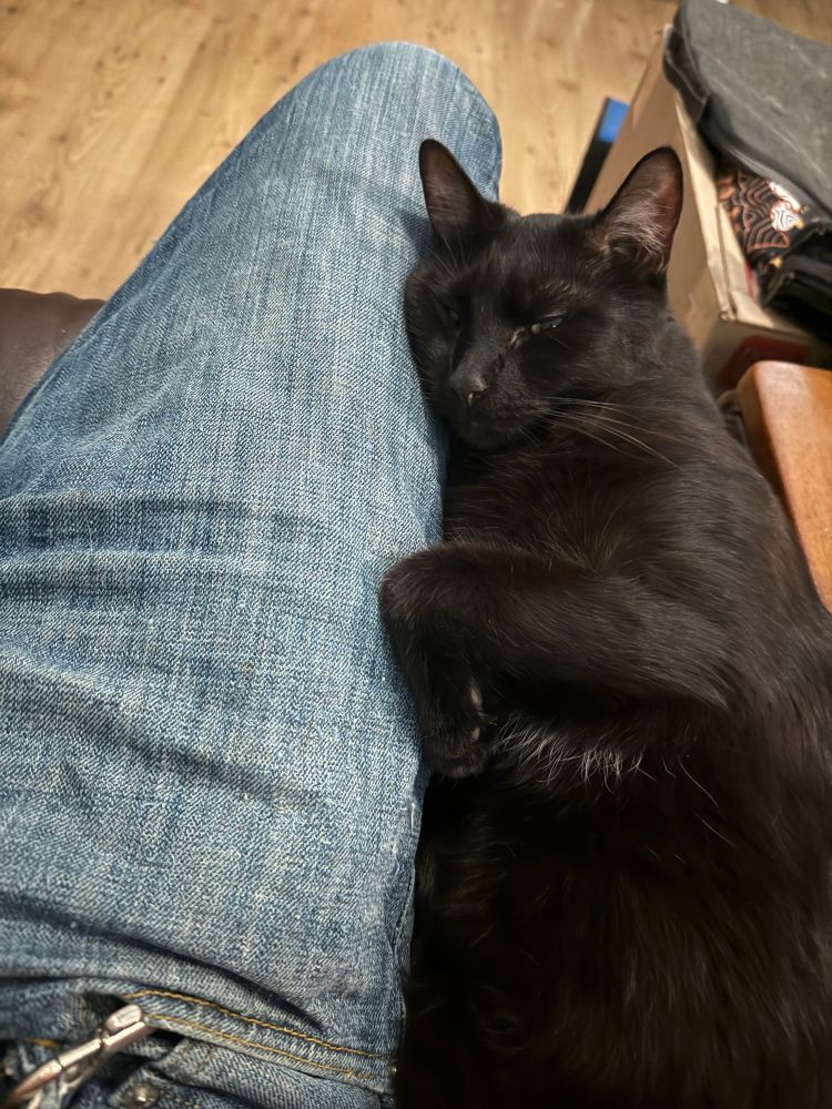 A black cat, belly exposed, cuddling my right leg.
