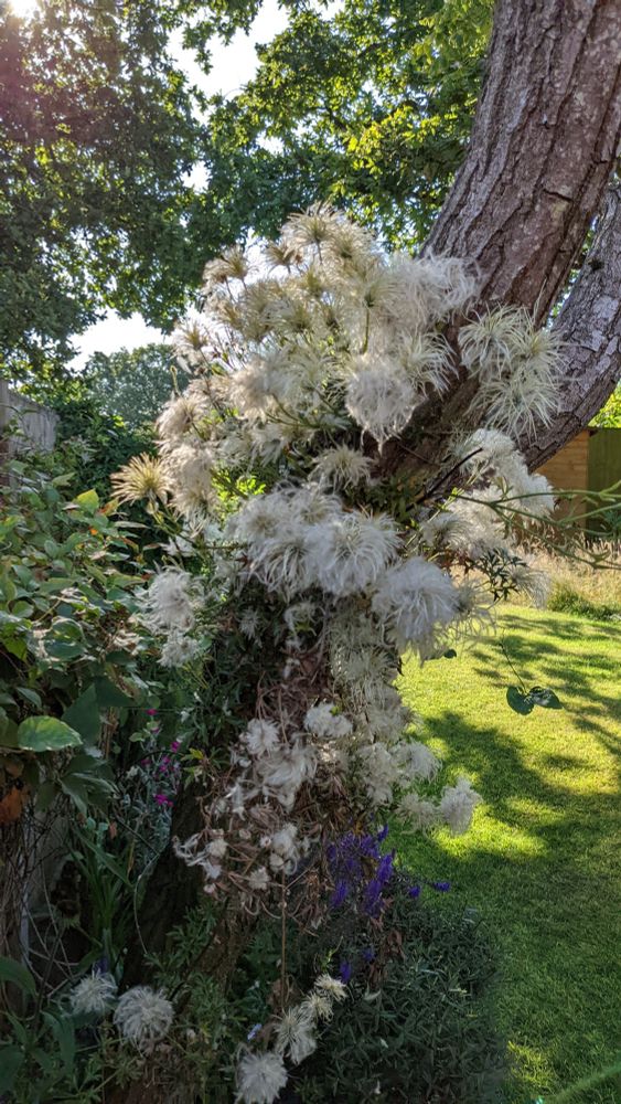 Clematis growing up a tree in a garden