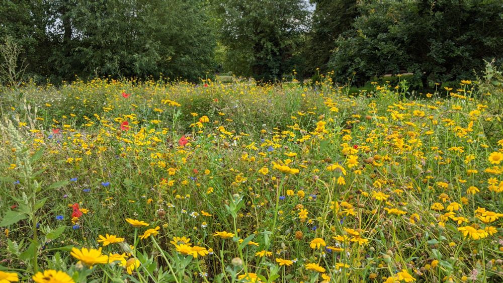 A meadow with several species in flower