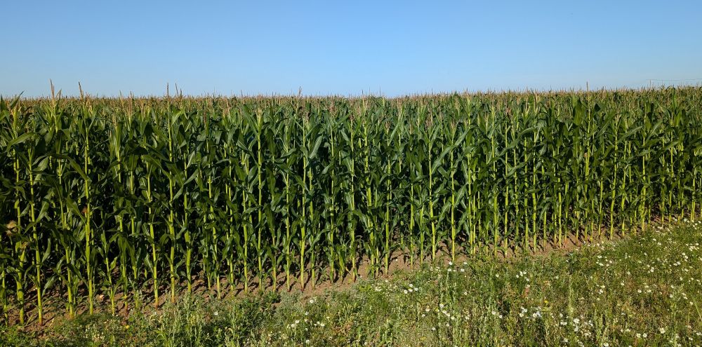 A local field of maize from a dog walk. 