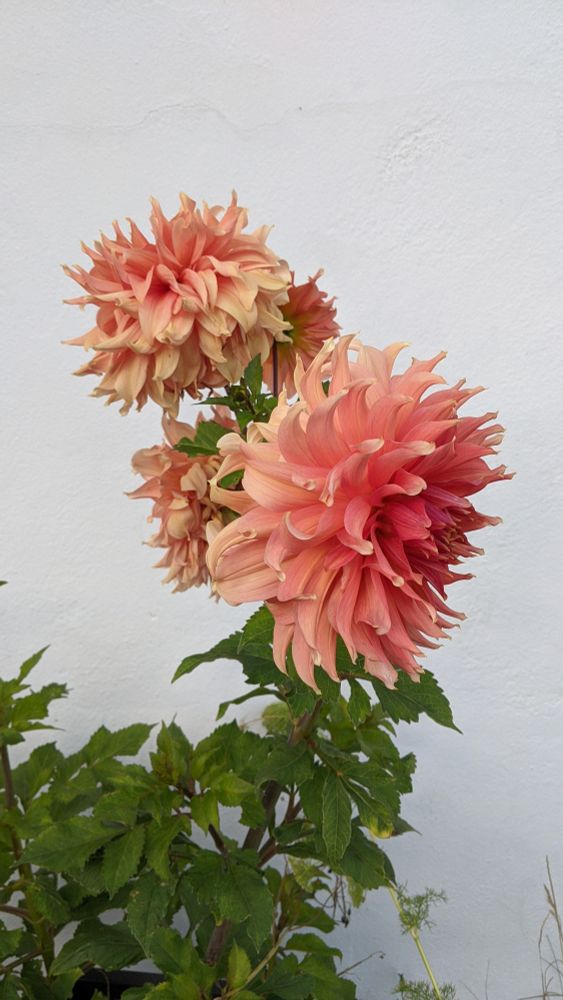 Dahlias 