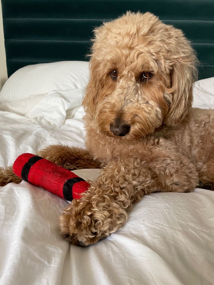 Goldendoodle dog lying on a white bed, a plush  red squeaky toy between his front paws 