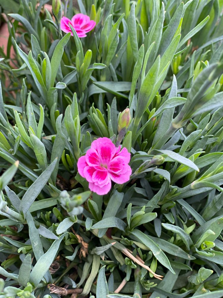 Bourgeon d’œillet rose au milieu de tiges vertes 