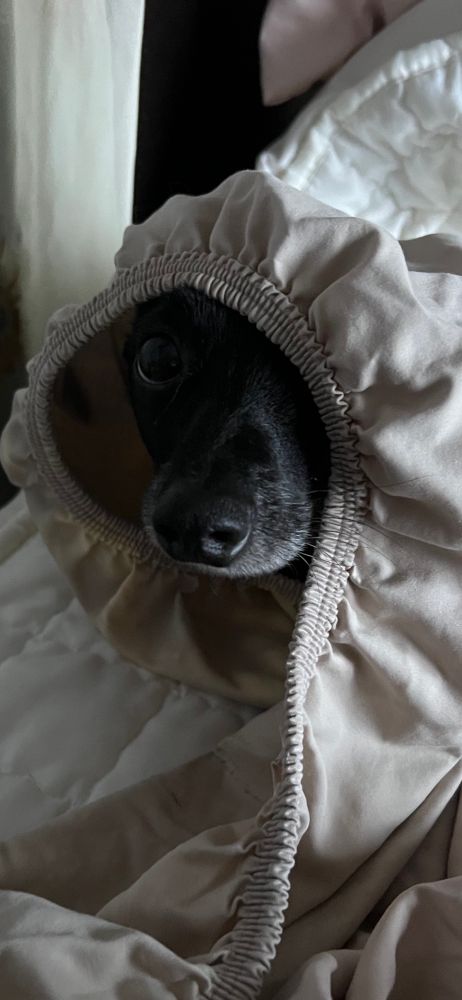 Dog looking innocent while wrapped in fitted sheet