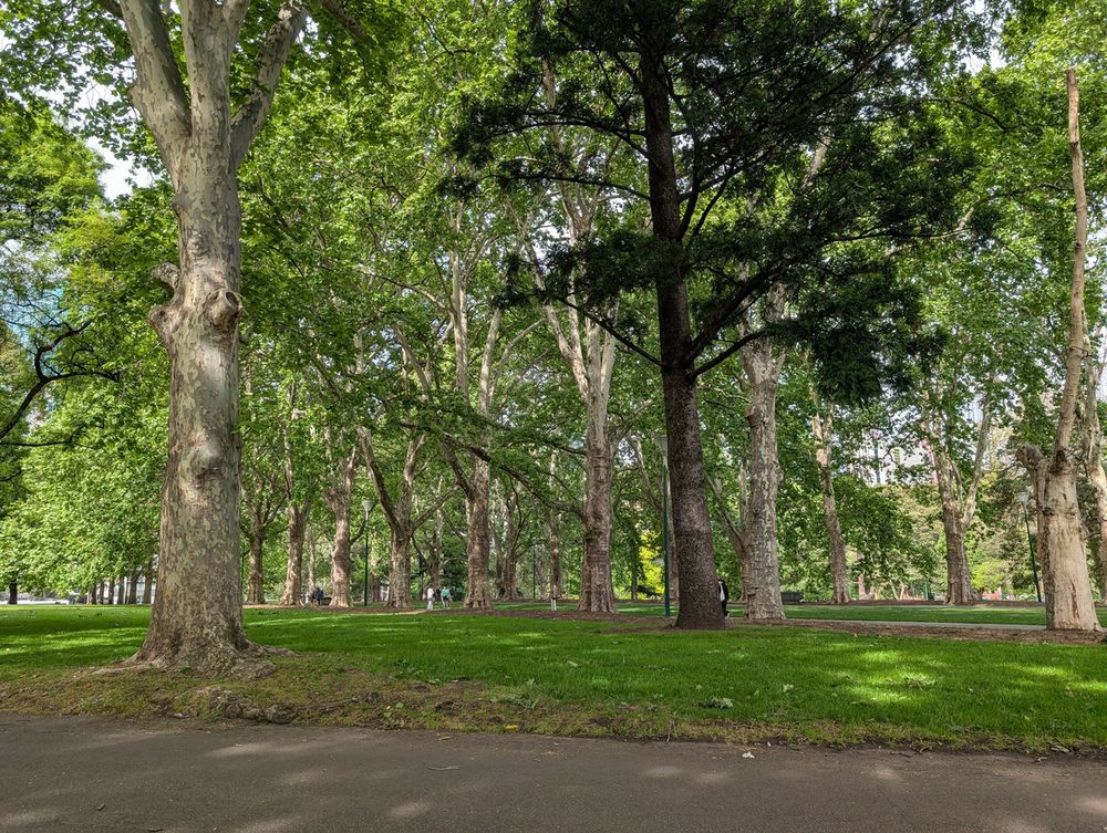 Auto-generated description: A serene park setting with tall trees and lush green grass on a sunny day.